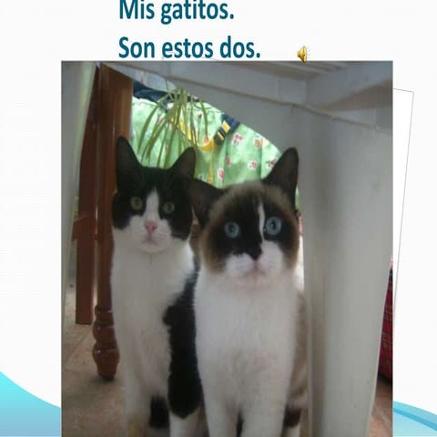 Mis gatitos