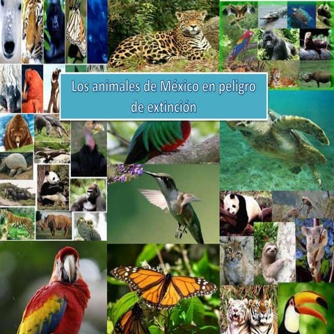 animales en peligro de extinción   karla :3