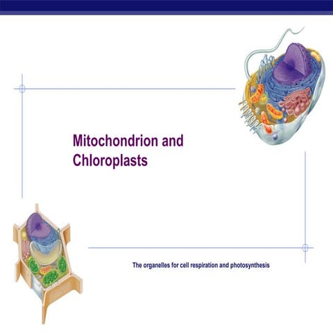 Chloroplast and Mitochondria