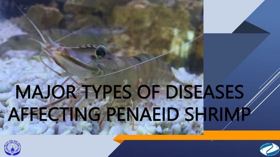 Viral diseases in shellfish--shrimp-virus | PPTX