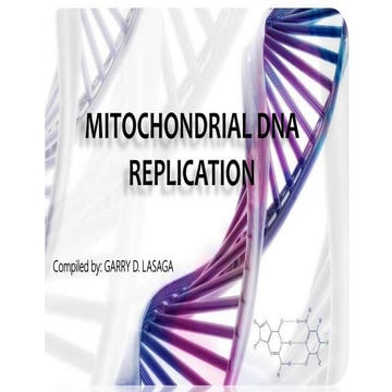 Mitochondrial DNA Replication
