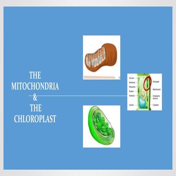 2018 Candidate - Mitochondria & Chloroplast