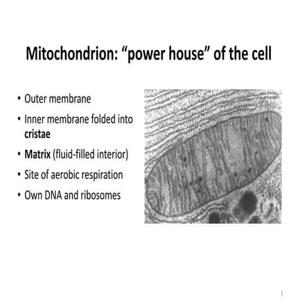 Mitochondria