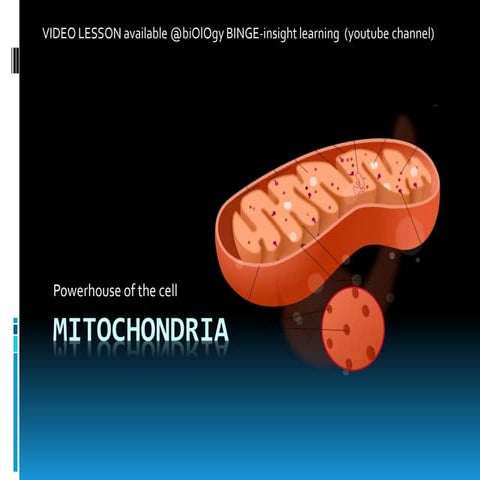 Mitochondria-the powerhouse of the cell