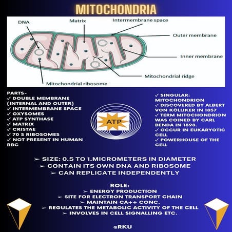Mitochondria.pdf. Infographic with roles