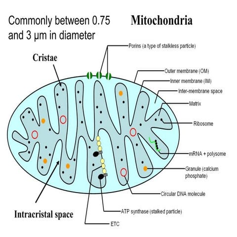 Mitochondria the power house of cell .ppt