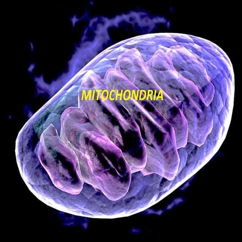 Mitochondria and chloroplast structure and genome organisation