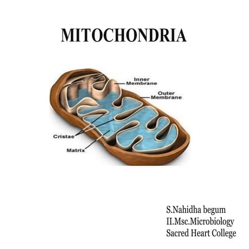 mitochondria: The power houses of the cell