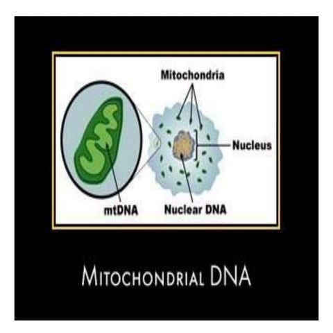 Mitochondrial dna