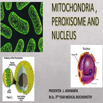 Mitochondria , peroxisome and lysosome