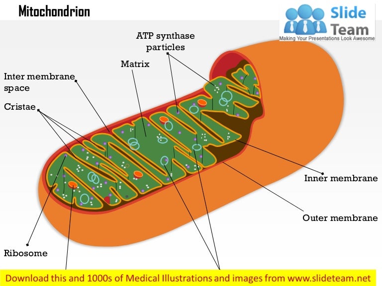 Mitochondrial, Slideshare