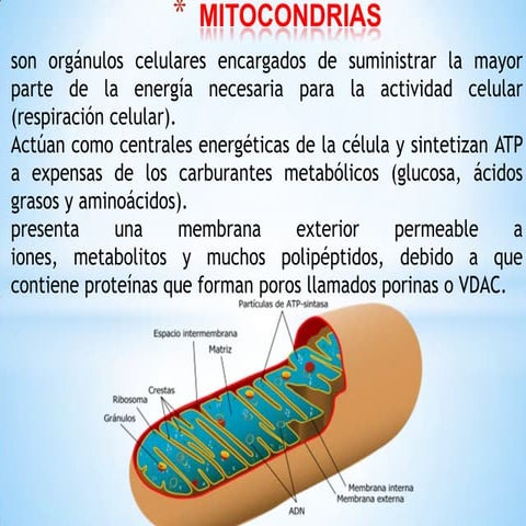 Mitocondrias y vacuola