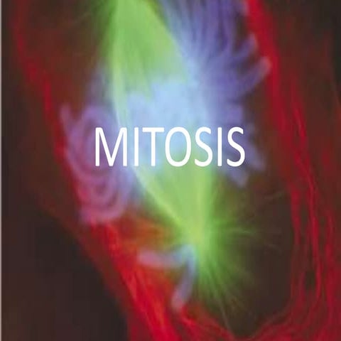 Mitosis