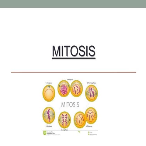 Mitosis | PPTX