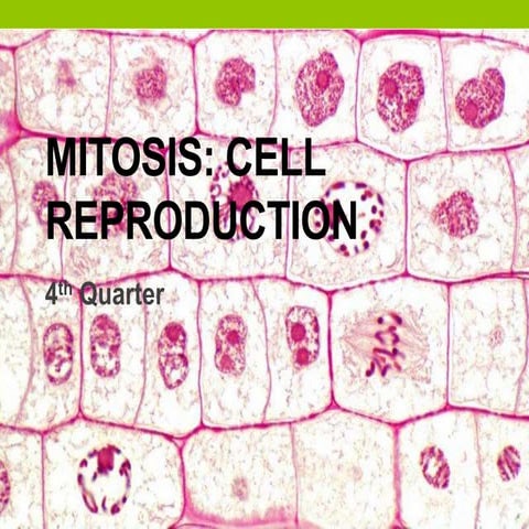Mitosis