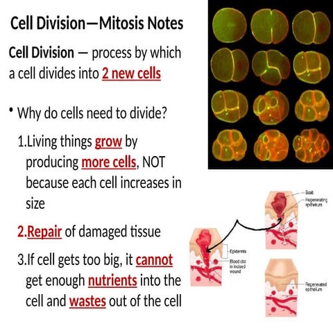Cell Division — process by which a cell divides into 2 new cells