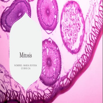 Mitosis | PPTX