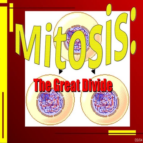 Mitosis - cell division in animals especially humans