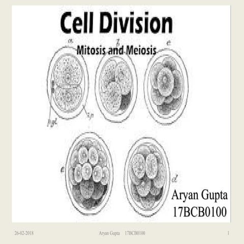 Mitosis and Meiosis