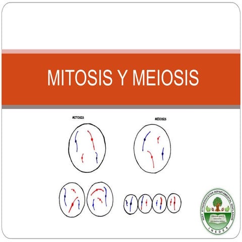 Mitosis y meiosis ciencias naturales grado 9noveno