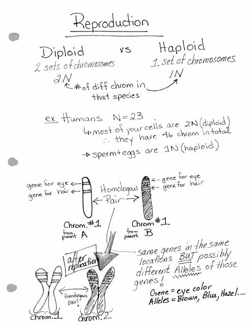 42  unit 6 outcome meiosis coloring worksheet IestynJazmine 42  unit 6 outcome meiosis coloring worksheet IestynJazmine