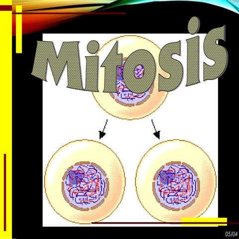 Mitosis 