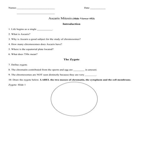 Mitosis activity worksheet