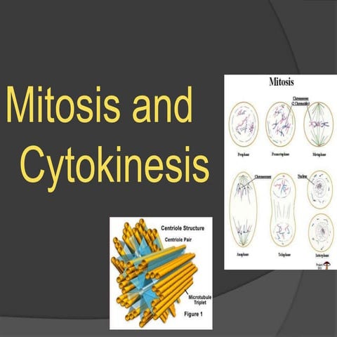 Mitosis and cytokinesis