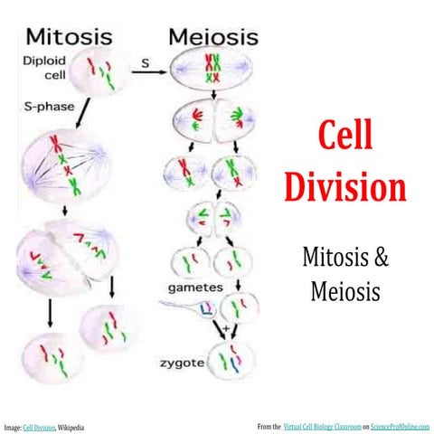 mitosis and meiosis 02152018.pptx