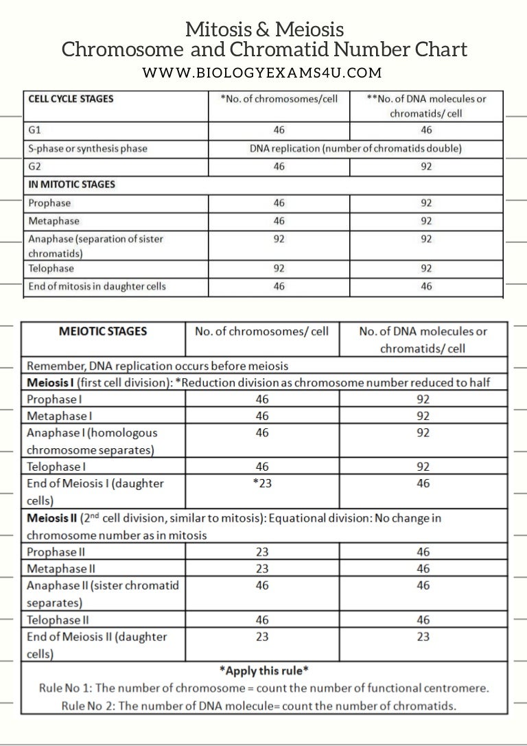 Meiosis Chart Phases