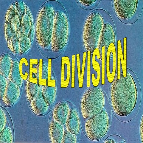 Mitosiscellcycle2012