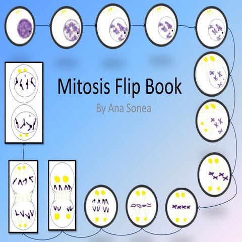 Mitosis Flip Book | PPTX