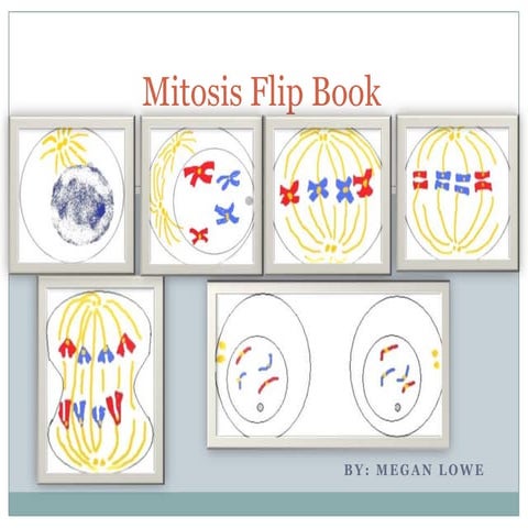 Mitosis Flip Book | PPT