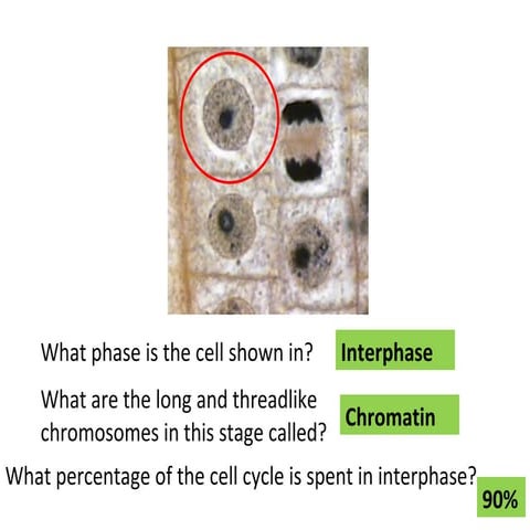 Mitosis lab ppt