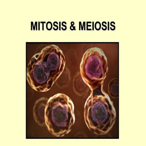 Mitosis & meiosis