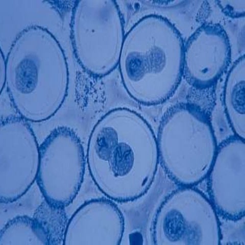 Mitosis & meiosis   lesson 3
