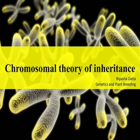 Chromosomal theory of inheritance in relation to cell division