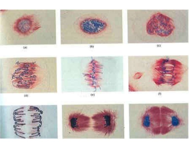 Mitosis Slides diagram plant and animal cells and blood 