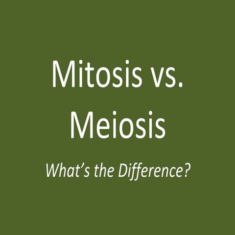 Mitosis vs. Meiosis