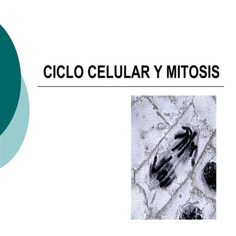 Tema 4. Ciclo celular, Mitosis y Meiosis.pdf