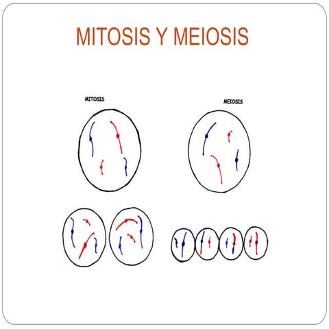 MITOSIS Y MEIOSIS CELULAS EUCARIOTAS SERES VIVOS