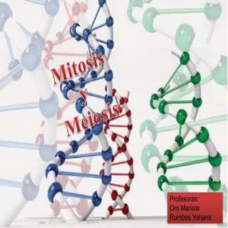 Mitosis y meiosis presentacion