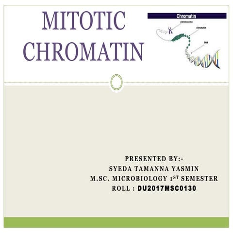 Mitotic chromatin