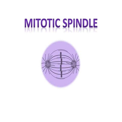 MITOTIC SPINDLE PPTllllllllllllllll.pptx
