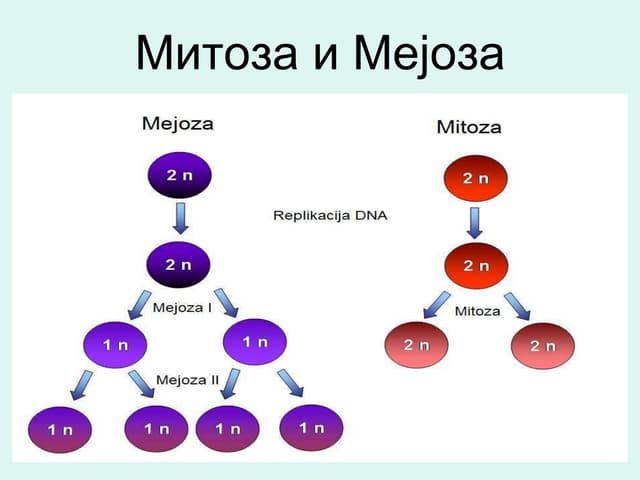 Biologija - Mitoza i mejoza - Milijana Zec - Dimitrijević Radica