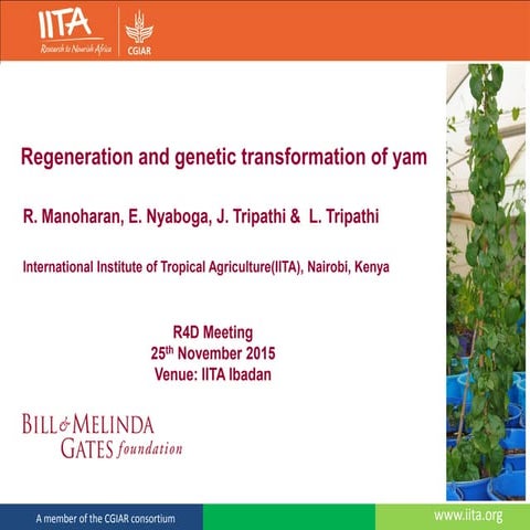 Regeneration and genetic transformation of yam | PDF