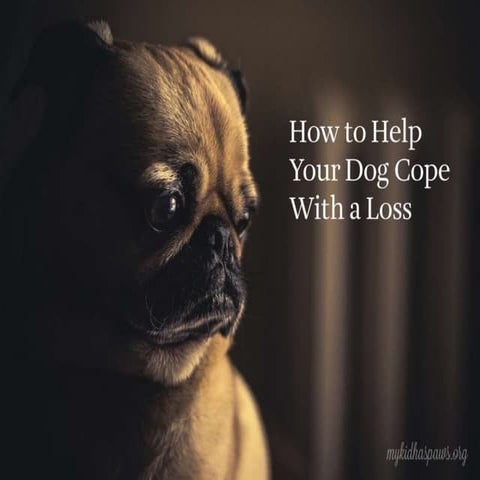 How to Help Your Dog Cope With a Loss | PPTX