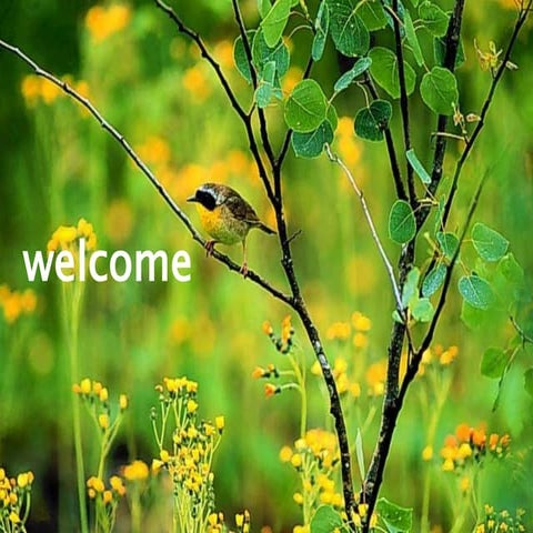 Systemic acquired Resistance