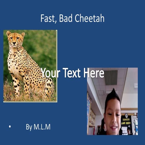 Cheetahs
