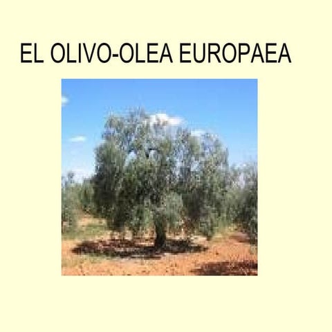 EL OLIVO